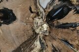 5.5" Polished Petrified Wood (Schinoxylon) End-Cut - Wyoming - #184824-1